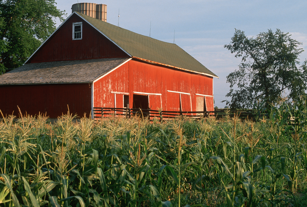Photo of orange barn in cornfield